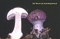 Cortinarius caesiocyaneus-amf648